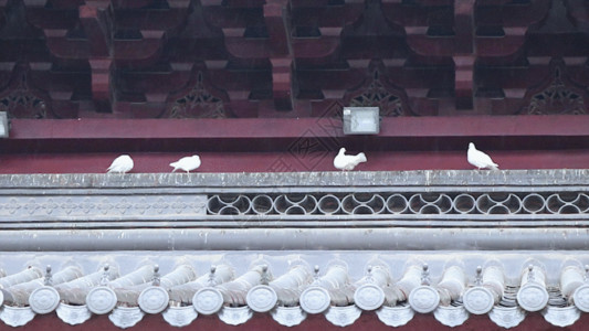 韩屋建筑寺院和平鸽GIF高清图片