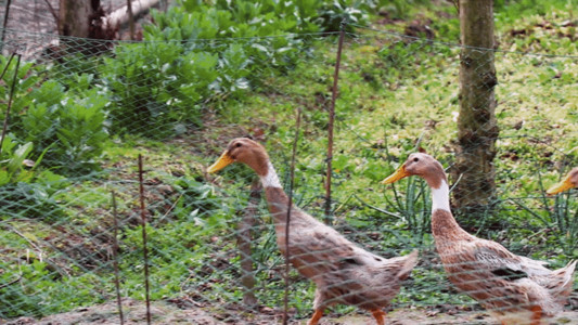 实拍农村散养鸡鸭鹅GIF高清图片