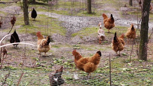水产品养殖农村散养鸡GIF高清图片