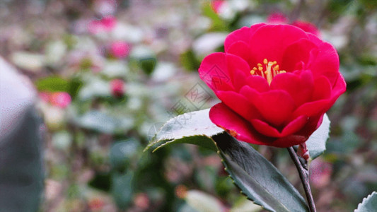 粉色山茶花红花GIF高清图片