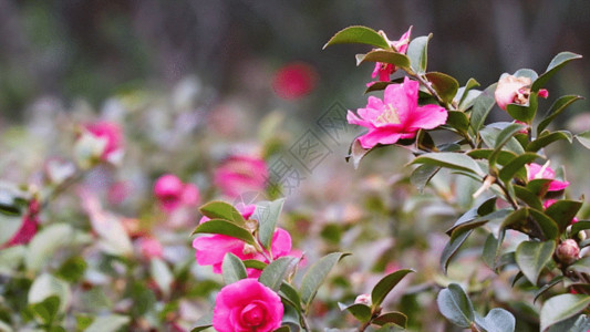 植被风景红茶花GIF高清图片