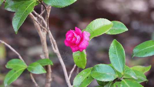 粉花抱枕花卉GIF高清图片