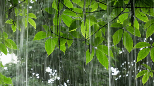 粉叶子下雨中植物GIF高清图片