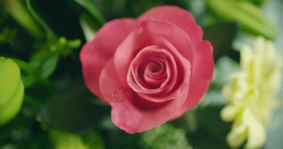 花瓶玫瑰实物拍摄粉色玫瑰花GIF高清图片