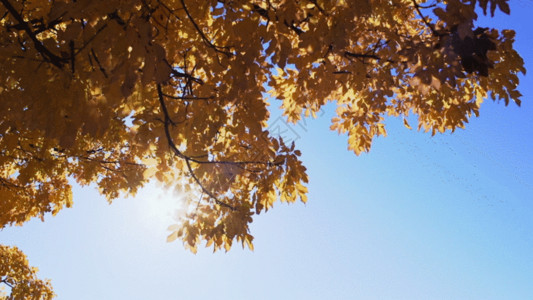 阳光穿透金黄色的树叶传穿透阳光GIF高清图片