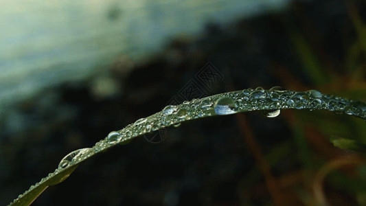 雨树枝清晨的树叶上露珠GIF高清图片