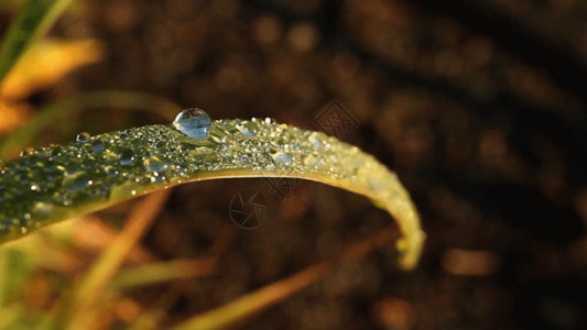 森林特写清晨树叶上的露珠水滴GIF高清图片