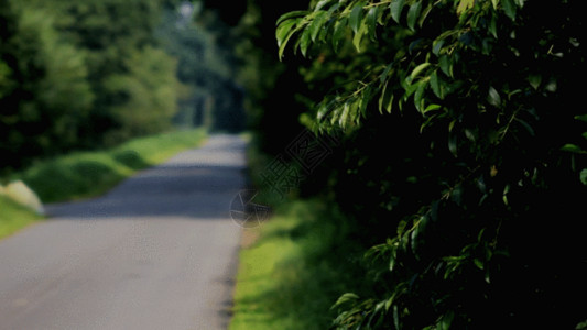 泰安道道路旁的草丛灌木GIF高清图片