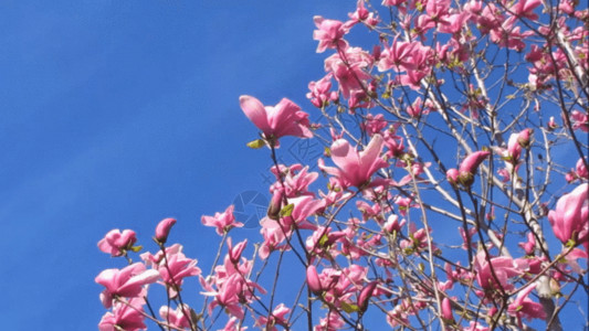 景观长廊粉红色的玉兰花花朵GIF高清图片