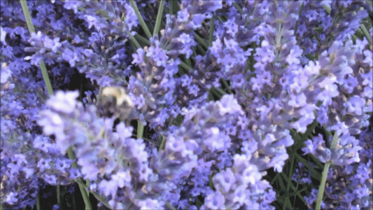 紫色花卉边框蜜蜂在紫蓝色薰衣草上采蜜GIF高清图片