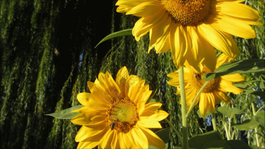 单反微距镜头微距镜头下的向日葵蜜蜂采蜜GIF高清图片