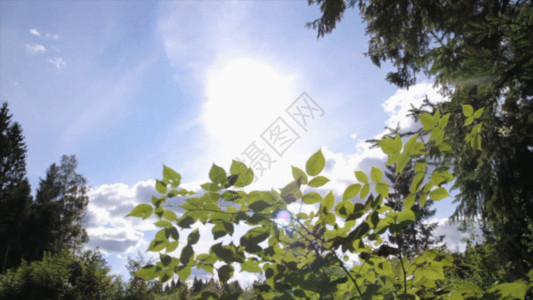 碧绿色云朵树叶前晴空万里GIF高清图片