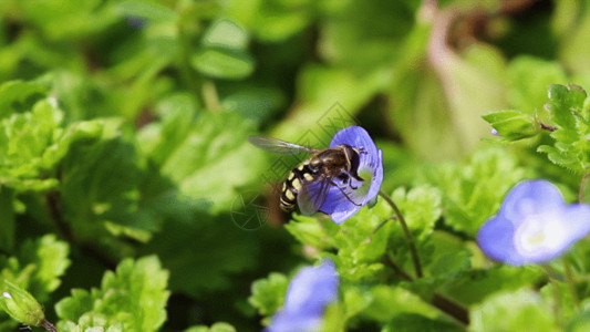蓝色暖调春暖花开自然花草GIF高清图片