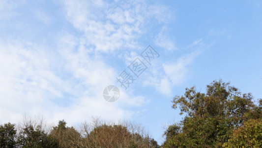 天空树林自然天空延时GIF高清图片