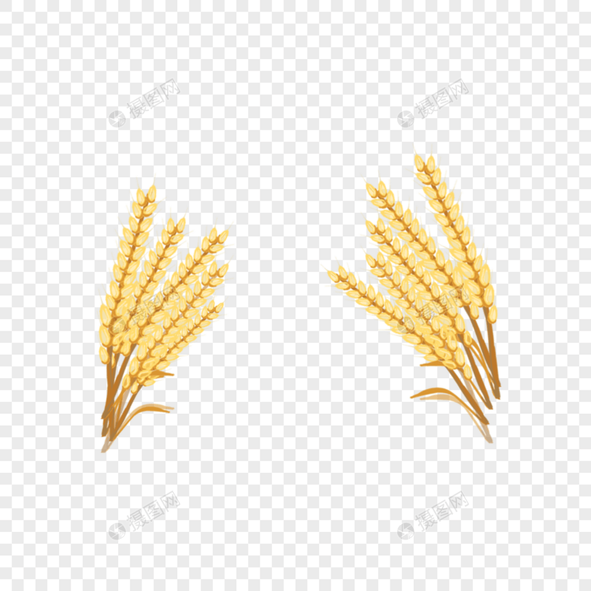 麦子丰收图图片