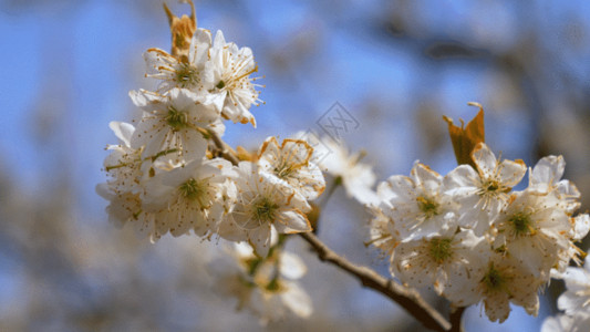 春节赏桃花樱桃花实拍素材GIF高清图片