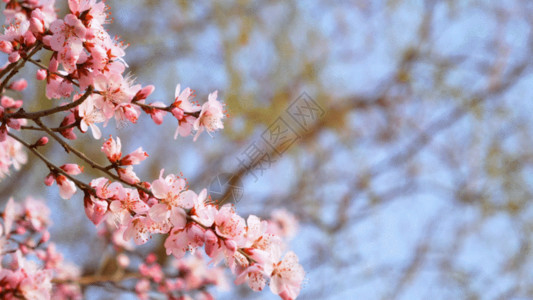 高清素材花框春天桃花GIF高清图片