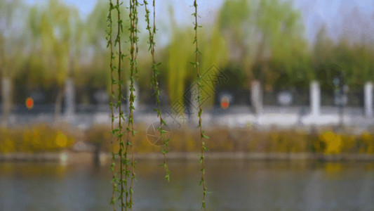 藤蔓植物边框湖边柳树GIF高清图片