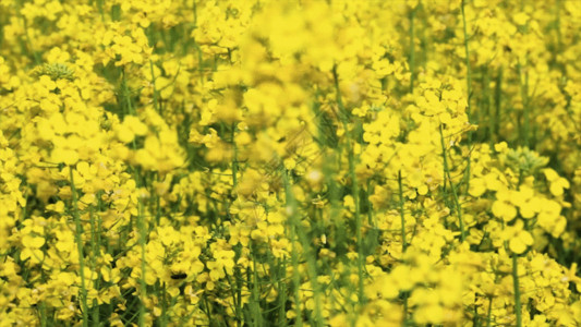 黄色野花油菜花田地GIF高清图片