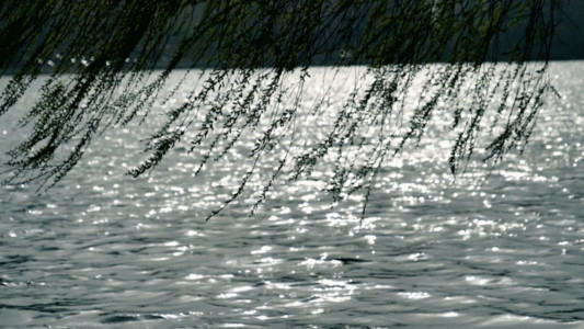 拍摄镜头湖面柳树GIF高清图片