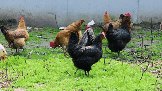 动物养殖农村散养草鸡GIF高清图片