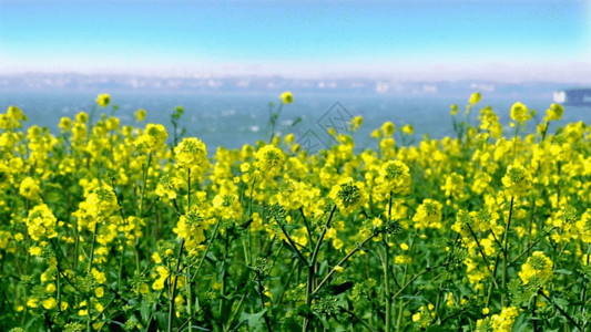 草田蓝天阳澄湖油菜花GIF高清图片