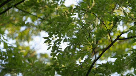 春天大树晴天绿色树叶GIF高清图片