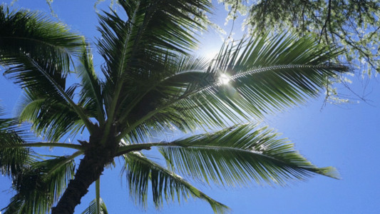 三亚礁石蓝色的天空椰子树穿透阳光GIF高清图片