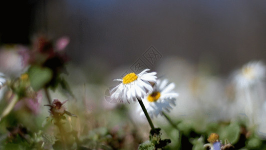 蜜望微距镜头的蜜蜂采花GIF高清图片