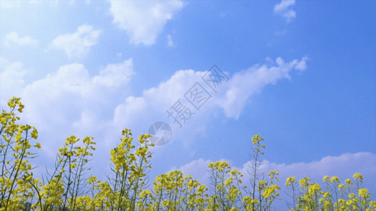 春天的油菜花天空背景油菜花之蜜蜂飞舞 GIF高清图片