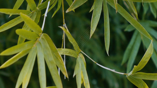 竹子植物竹子竹叶特写实拍GIF高清图片