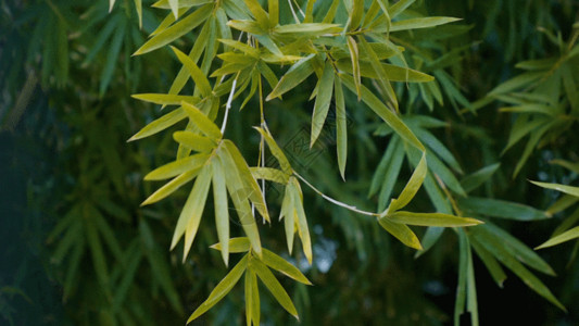 竹子植物竹叶GIF高清图片