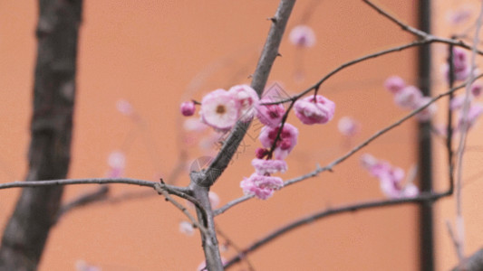 香气满树的花朵盛开实拍GIF高清图片