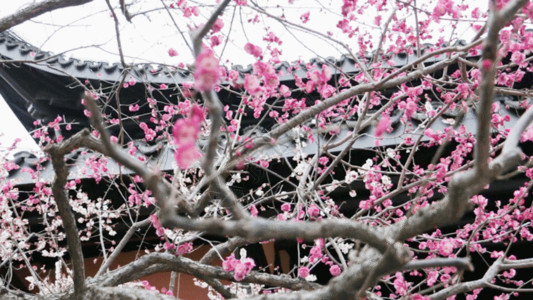 香气枝繁叶茂桃花GIF高清图片