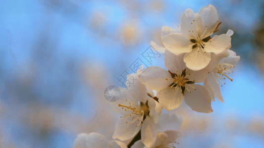 白色虚化背景春天的桃花 GIF高清图片