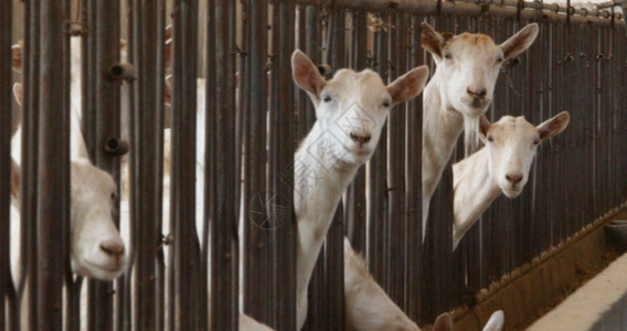 动物养殖畜牧养殖GIF高清图片
