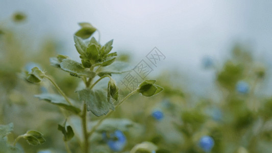 高清水母素材绿色小草GIF高清图片