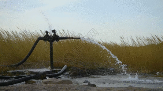 新疆水资源戈壁湿地植被芦苇日落GIF图片