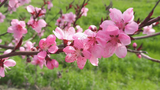 高清素材花卉桃花GIF高清图片
