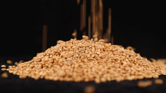 一堆小麦小麦种子落下高速摄影GIF高清图片