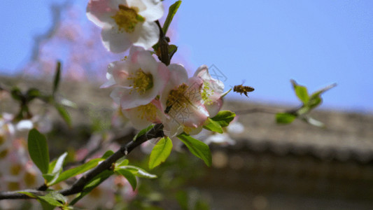 一朵白色桃花蜜蜂采蜜GIF高清图片