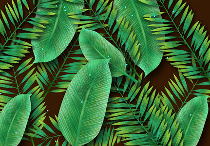 东南亚热带雨林热带植物设计图片