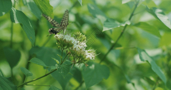 吃蜜蝴蝶花朵GIF高清图片