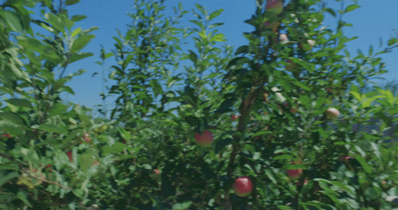 红色苹果苹果树GIF高清图片