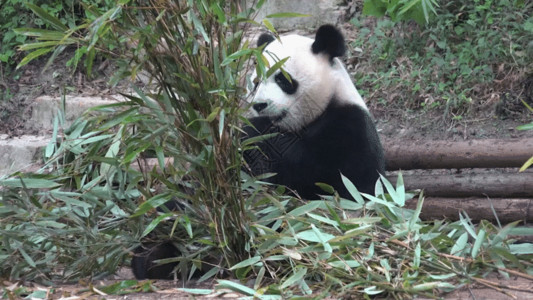 成都休闲成都大熊猫拍摄GIF高清图片