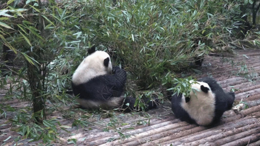 高清素材竹子成都大熊猫GIF高清图片