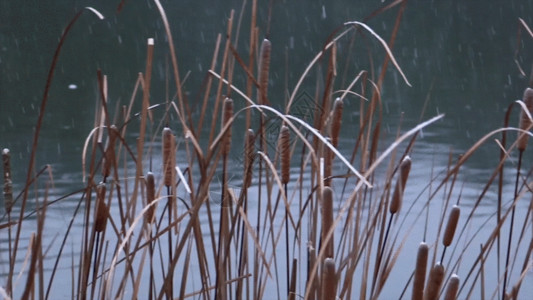 实拍冬天芦苇从下雨GIF高清图片