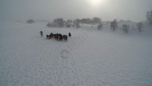 乌兰布统风景草原冬季跑马GIF高清图片