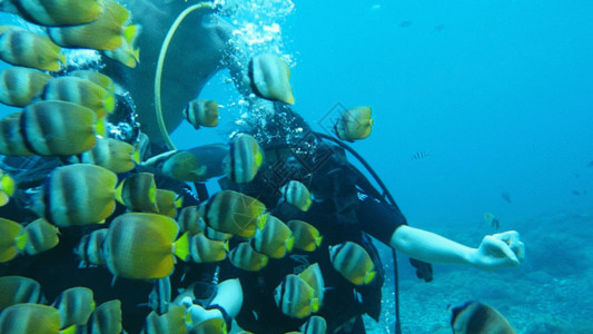 海底珊瑚礁巴厘岛贝尼达潜水水下视频GIF高清图片