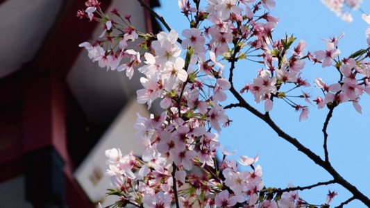 樱树无锡鼋头渚樱花谷GIF高清图片